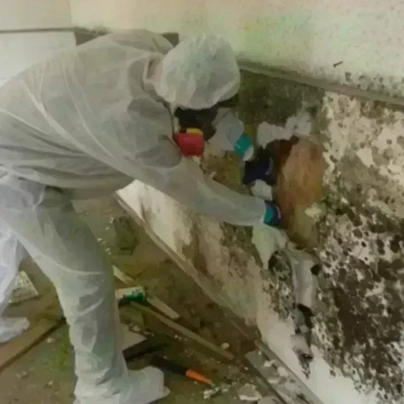 Mold Remediation and Removal in Denison, TX